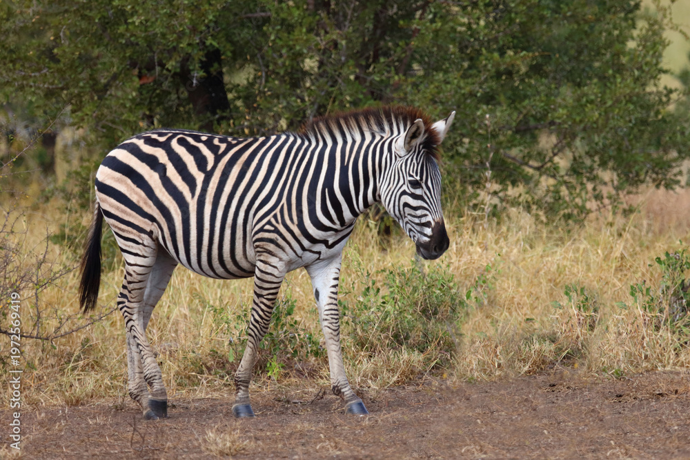 Obraz premium Steppenzebra / Burchell's zebra / Equus quagga burchellii