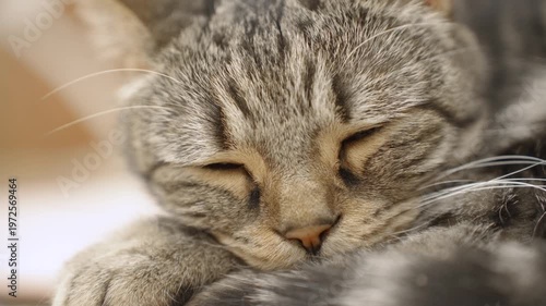 アメリカンショートヘア。眠い表情から目を開けるまで。