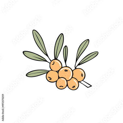 Hand-drawn illustration of bright orange sea buckthorn berries on a twig with green leaves