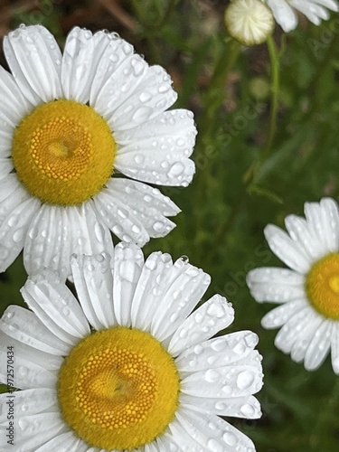 Bilde på lerret Fresh daisies soaked in morning dew
