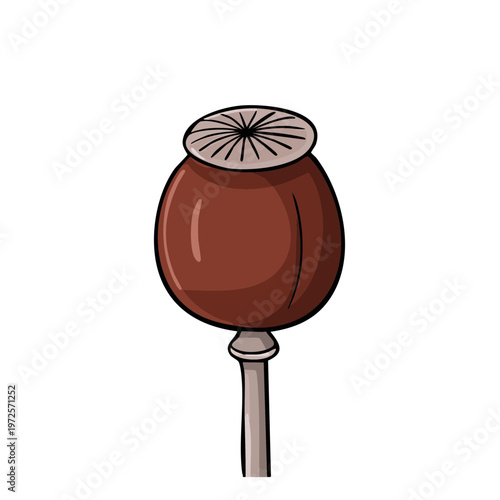Poppy seed head illustration with stem on white background, botanical drawing, simplified art