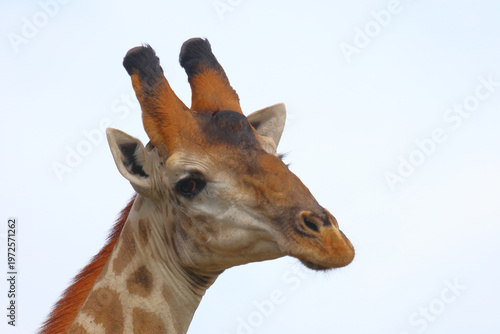 Giraffe / Giraffe / Giraffa camelopardalis