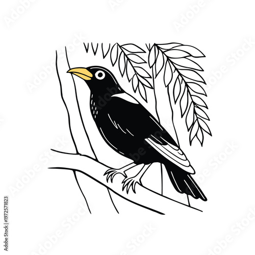 Black and white illustration of a common myna bird perched on a tree branch with leaves.