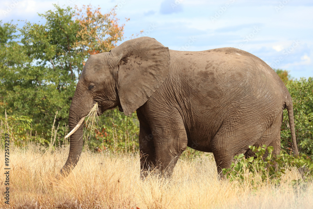 Obraz premium Afrikanischer Elefant / African elephant / Loxodonta africana
