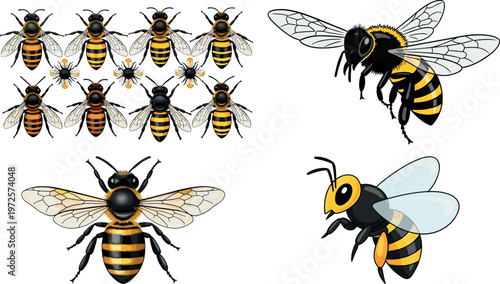 Detailed Bee Illustration Collection Featuring Multiple Species Flying Positions and Wing Styles for Nature Pollination Agriculture and Wildlife Design Projects
