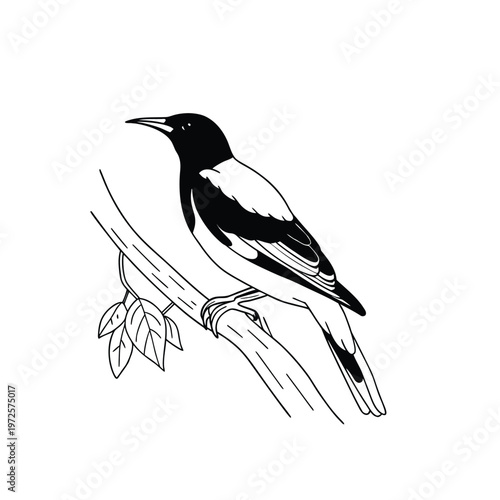 Elegant black and white vector illustration of a golden oriole bird perched on a tree branch.