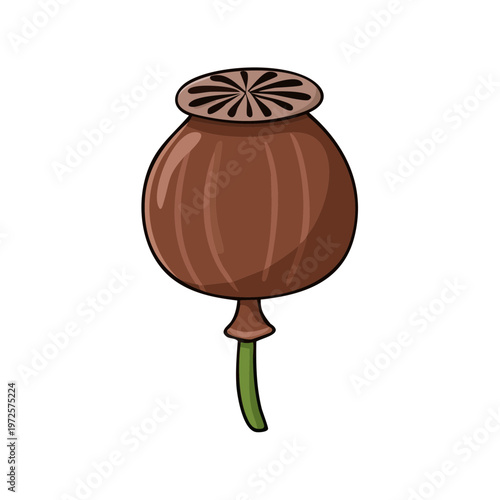 Brown Opium Poppy Seed Pod with Green Stem Isolated