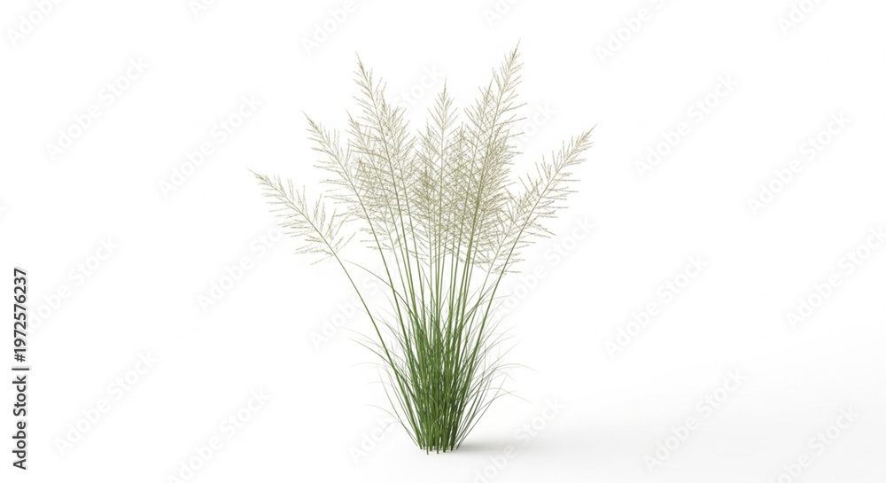 Fototapeta premium Ornamental Grass Plant Isolated on White Background Realistic Green Botanical Nature Element
