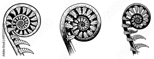 Detailed hand drawn botanical illustration of unfurling fern fronds in vintage engraving style