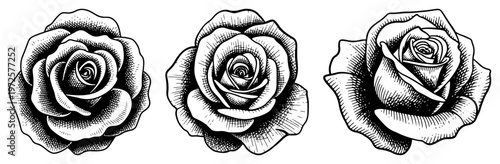 Set of beautiful detailed rose flowers in vintage hand drawn botanical engraving style