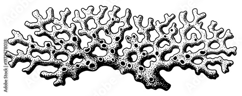 Vintage hand drawn woodcut illustration of an organic sea coral or sponge