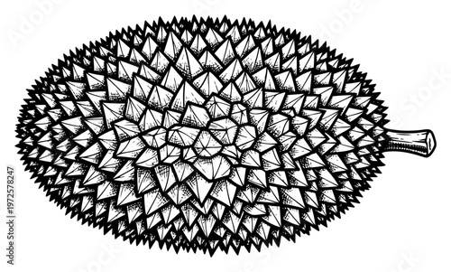 Detailed vintage engraving style illustration of a whole exotic durian fruit with prickly skin