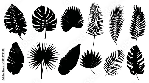 Black Silhouette Set of Tropical Palm Leaves in Various Shapes for Exotic Design