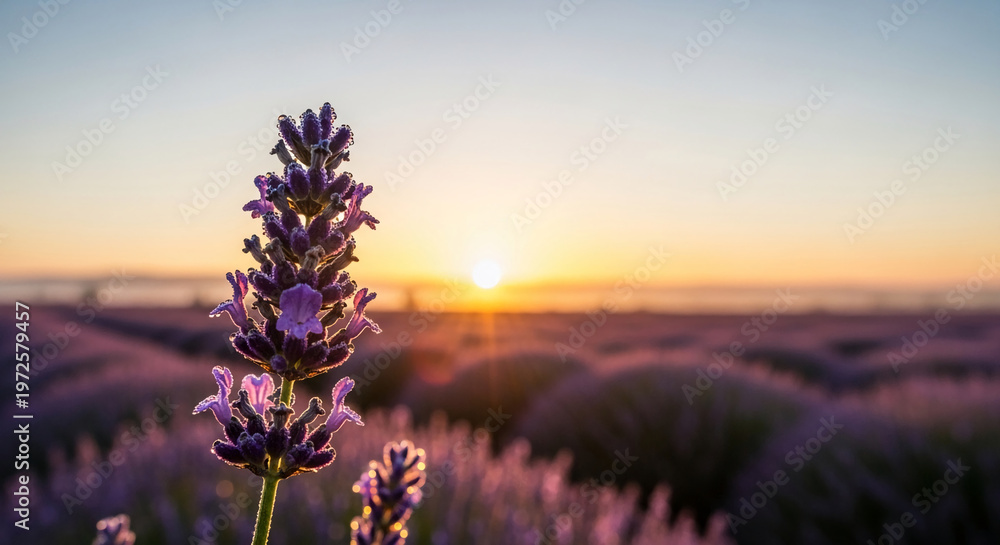 Fototapeta premium Close-up of purple lavender flower with dew drops, standing in field at sunrise, symbolizing calmness, beauty, and natural product ideal for relaxation