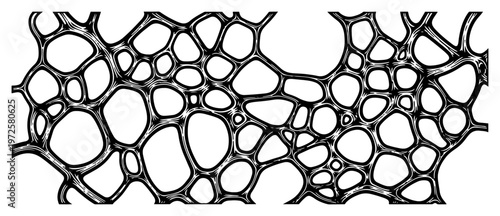 Organic hand drawn pattern of interconnected cells and neural network lines in black and white ink style
