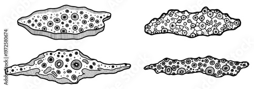 Hand drawn biological shapes and microscopic cell structures in organic ink style