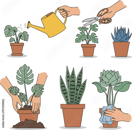 A person is showing the process of planting and caring for houseplants