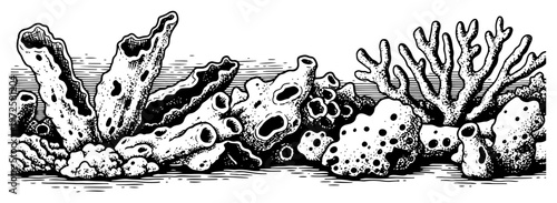 Vintage engraving style illustration of various ocean coral reefs and sponges on a white background