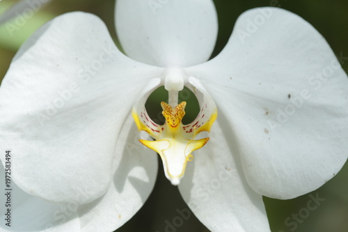 Moon Orchid From Borneo Forest