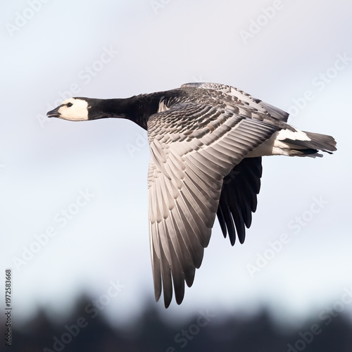 Barnacle Goose