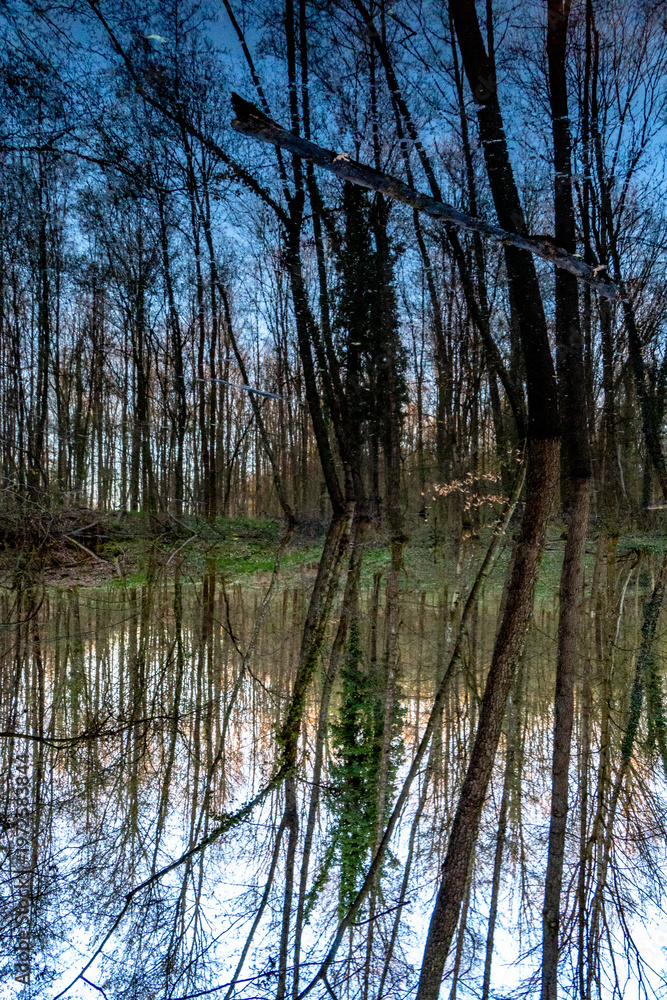 Obraz premium Spegellung an einem kleinen Waldsee