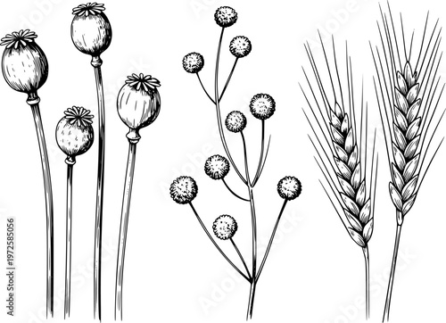 Hand Drawn Botanical Poppy Seed Pods Wheat Ears and Small Flowers White Background