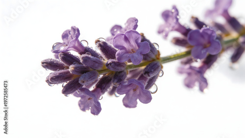 Purple lavender flowers with dew drops