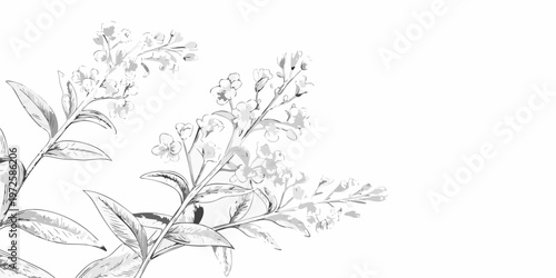 Delicate floral sketch of blossoming stems and leaves in grayscale