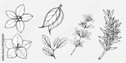 Botanical illustration of various leaves and flowering plant elements