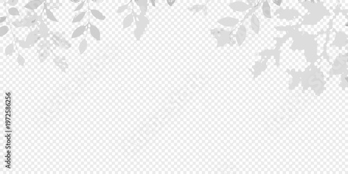 Delicate tree branch shadows cast upon a transparent background