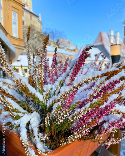 White snowy, fairy tale village, houses, castle and tower and flowers plants covered by snow in winter in Cesky Krumlov, UNESCO world heritage site in the South Bohemian region, Czech republic, Czechi