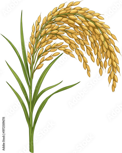 bountiful golden rice paddy stalk harvest blessing