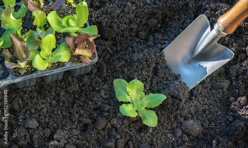 shovel planting in the fresh dirt next to  a seedling lettuce growing out of ...