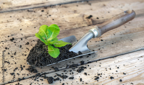 seedling of lettuce with soil on a planting shovel and other dirty garden equ...