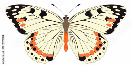 A detailed illustration of a white butterfly with black and orange markings