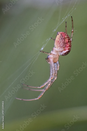 European cave spider
