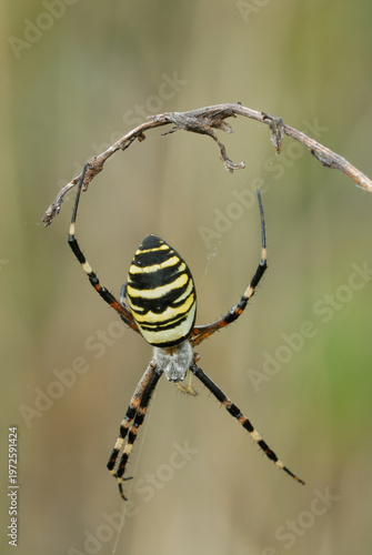 Wasp spider, Argiope bruennichi female on dry grass, close up