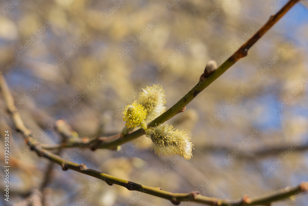 Fototapeta premium Pussy Willow Catkins Blooming in Spring