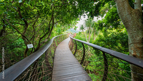 Walking the Boomslang Tree Canopy Walkway at Kirstenbosch National Botanical Garden, Cape Town, South Africa
