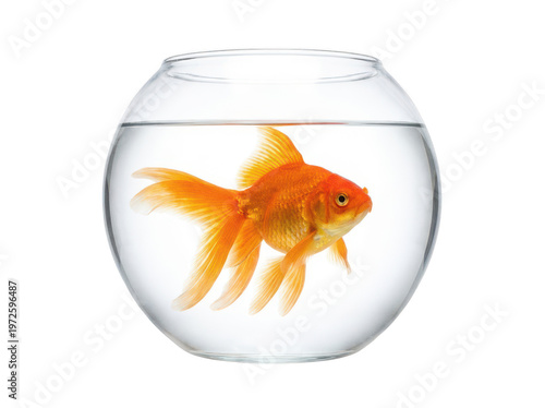 Canvas-taulu Vibrant orange goldfish swimming in a clear round glass fishbowl isolated transp