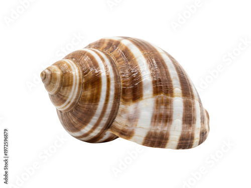 Tableau sur toile Striped brown and cream whelk shell showing intricate spiral patterns isolated t
