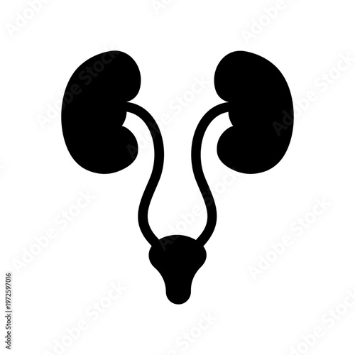 Urinary System Vector Icon