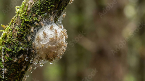 Macro shot of a spider egg sac hatching with multiple tiny spiderlings emerging and copy space right