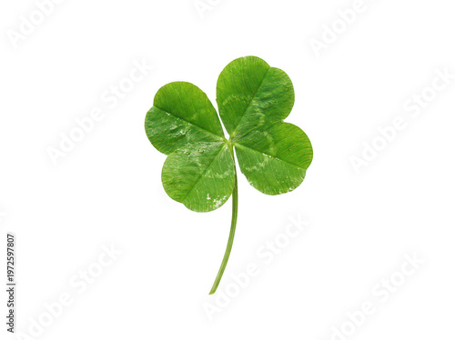 Single vibrant green four-leaf clover with fresh dew droplets and stem isolated transparent background image