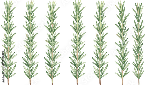 Fresh Green Rosemary Herb Sprig Vector Set for Culinary Cooking Illustrations, Organic Food Packaging, Herbal Medicine Branding, and Kitchen Garden Botanical Designs