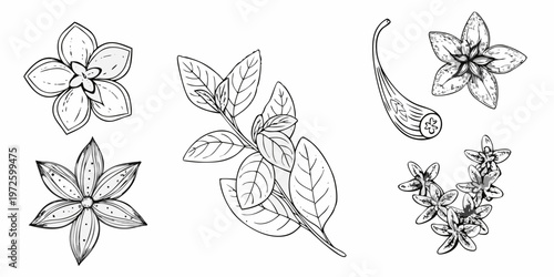 Detailed botanical illustration of jasmine flowers leaves and stems