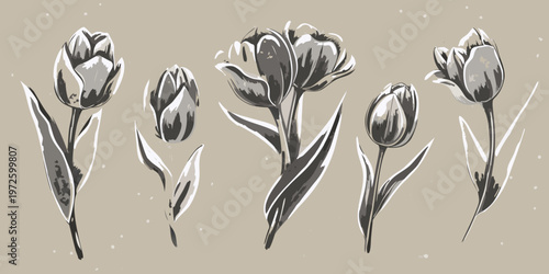 Elegant tulips in grayscale a botanical illustration with artistic flair