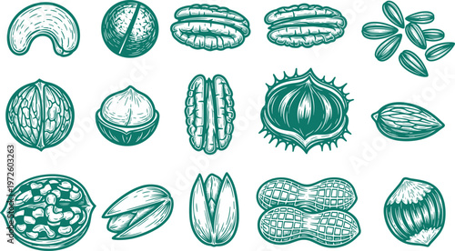 Hand drawn vintage illustration set of various nuts including almonds cashews peanuts pistachios walnuts and hazelnuts for healthy organic snack design