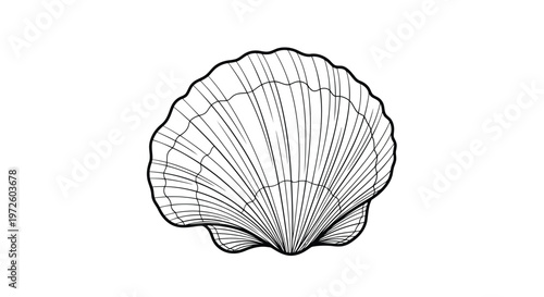 Isolated tropical scallop seashell on a black background creates a natural marine pattern showcasing the aquatic life of a decorative ocean mollusk