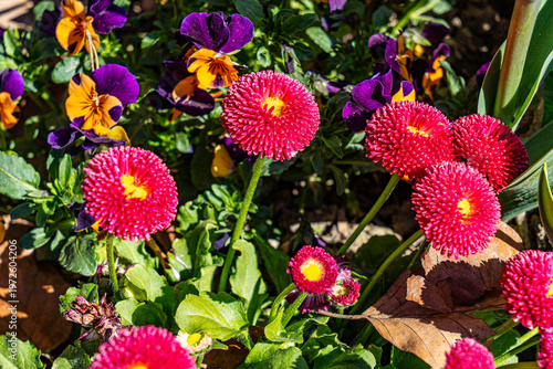Fleurs d'Annecy